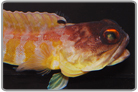Tiger Jawfish